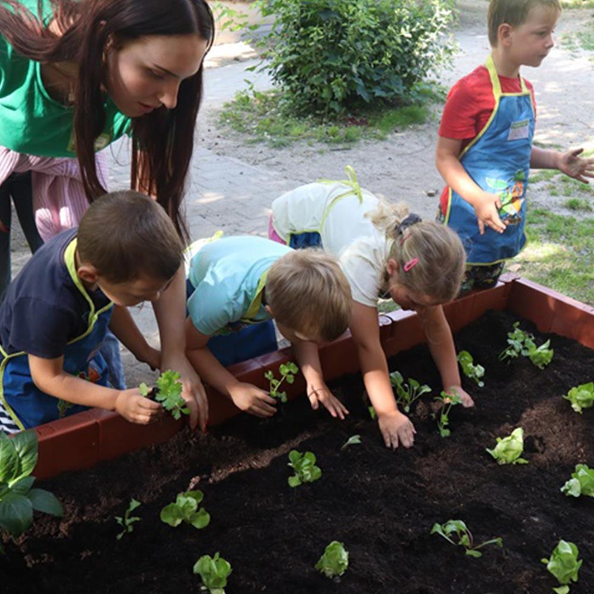 Kindergartenkinder pflanzen zusammen mit den Erzieherinnen Salatpflanzen im Hochbeet.